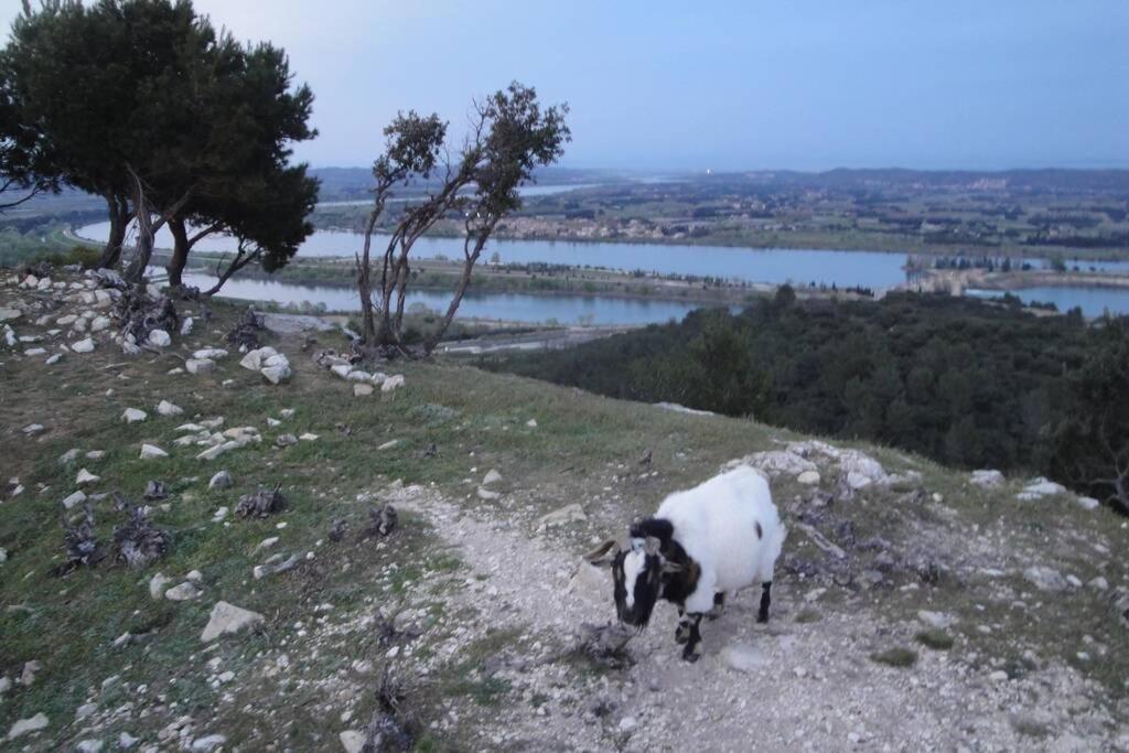 Le Mas De Lucien Entre Arles, Nimes, Avignon. بوكير المظهر الخارجي الصورة